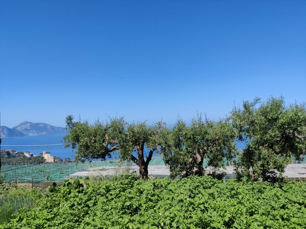 Il Nido Del Gabbiano Apartment Massa Lubrense Luaran gambar